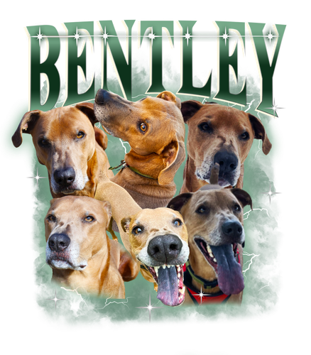 Name Bentley.png