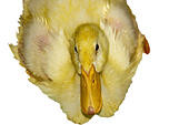 obese duckling cut out wt5841.jpg