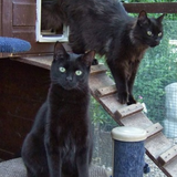 cats.png