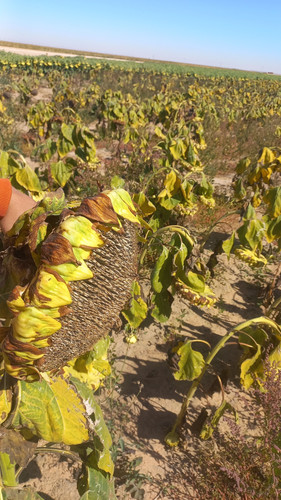 IMG 20231123 WA0045.jpg