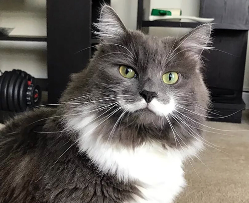 cat with a mustache.png
