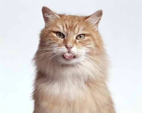 cat.jpg