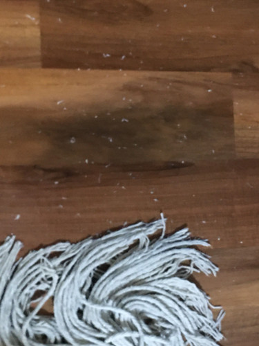 Mop 6.jpg