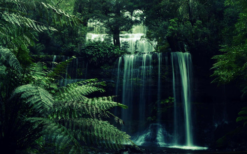 forest green background.jpg