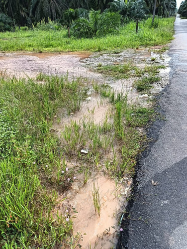 ladang geddes 2.jpg