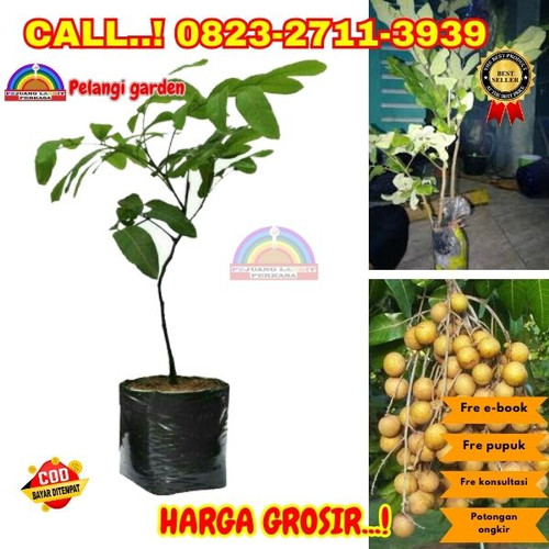 HARGA PETANI ! CALL: 0823-2711-3939 Jual Bibit Kelengkeng Unggulan Di Kebumen Alian-Kalirancang.jpg