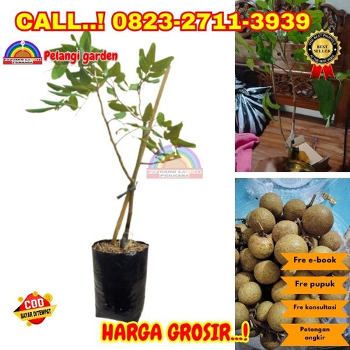 HARGA PENJUAL ! CALL: 0823-2711-3939 Jual Bibit Kelengkeng Berbunga Di Kebumen Alian-Karangtanjung.jpg