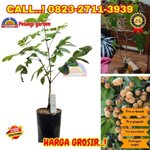 LANGSUNG PETANI ! CALL: 0823-2711-3939 Jual Bibit Kelengkeng Berbuah Di Kebumen Alian-Karangkembang.jpg