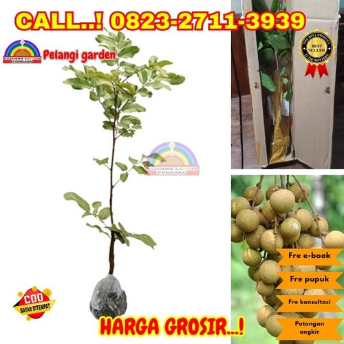 HARGA RESELLER ! CALL: 0823-2711-3939 Jual Bibit Kelengkeng Bagus Di Kebumen Alian-Krakal.jpg