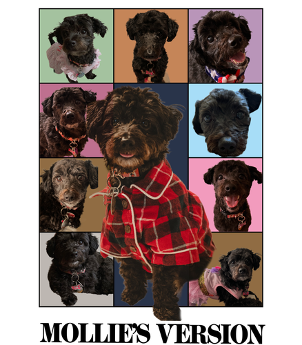 mollie.png