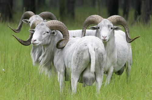 Ram Hog Combo $1799 Per Hunter.png