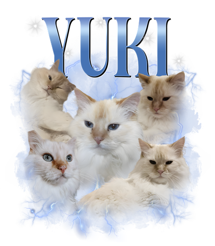 yuki.png