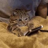 TiredCatGIF (2).gif