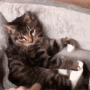 CatGoodnightGIF.gif