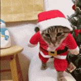 KittyCatGIF.gif