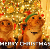 SantaCatElfCatGIF.gif