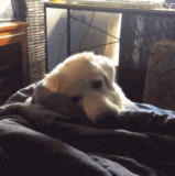 SleepyTiredGIF.gif