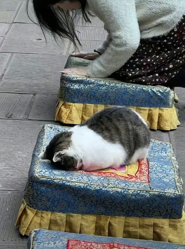 很虔诚的小猫.jpg