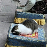 很虔诚的小猫