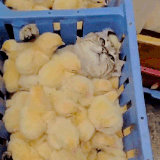 你这是捅了鸡窝了.gif