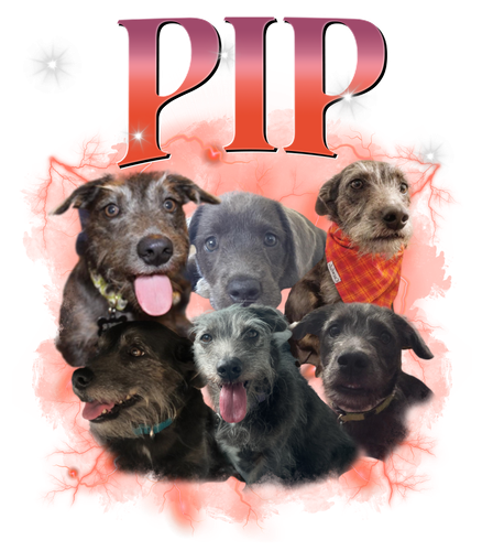 pip.png