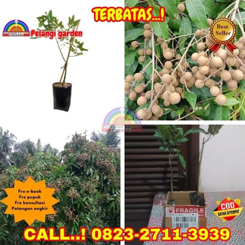 COD ! CALL: 0823-2711-3939 Jual Bibit Tanaman Kelengkeng Di Kebumen Alian-Jatimulyo.jpg
