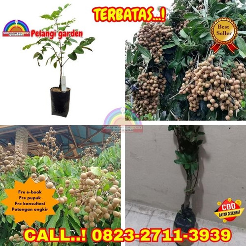TERJANGKAU ! CALL: 0823-2711-3939 Jual Bibit Kelengkeng Itoh Prambanan Di Kebumen Alian-Bojongsari.jpg