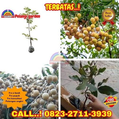 HARGA PARTAI ! CALL: 0823-2711-3939 Jual Bibit Unggul Kelengkeng Di Kebumen Alian-Kaliputih.jpg