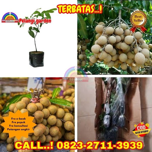 EKSLUSIF ! CALL: 0823-2711-3939 Jual Bibit Kelengkeng Puangray Di Kebumen Adimulyo-Wajasari.jpg