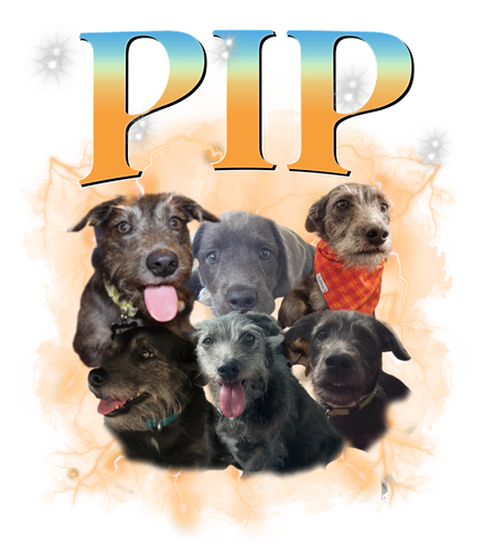 pip sửa.png