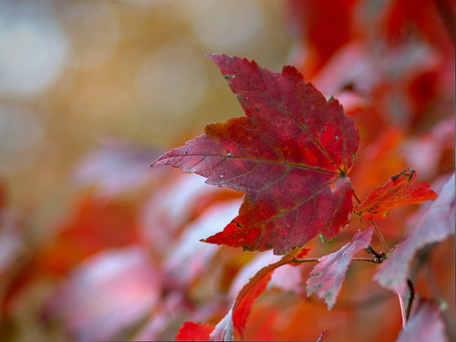 Red leaf revisited.jpg