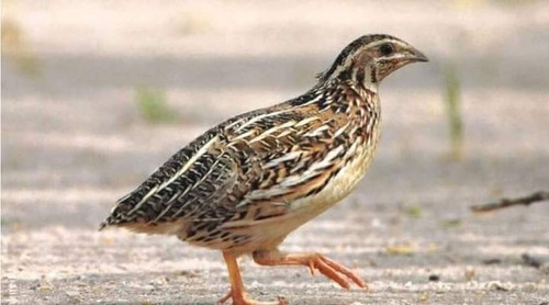 images%2Fimage 1700682012874.jpg