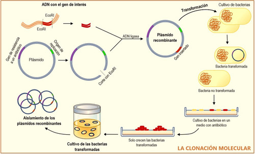 La clonación molecular.jpg