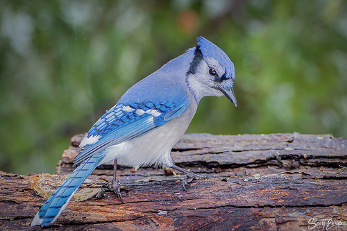 A Blue Jay feeding on some seeds on a cloudy day with sleet coming down..jpg