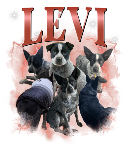 levi.png