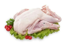 bebek organik.png