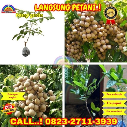 TERBATAS ! CALL: 0823-2711-3939 Jual Bibit Kelengkeng Cangkokan Di Kebumen Alian-Wonokromo.jpg