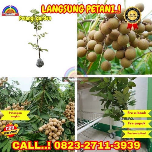 HARGA PARTAI ! CALL: 0823-2711-3939 Jual Bibit Kelengkeng Cepat Berbuah Di Kebumen Ambal-Ambalkebrek.jpg