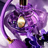 Violettes de Tolouse Berdouse