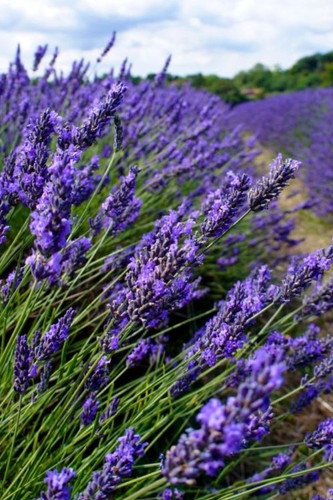6 Best Lavender Perfume, You´ll love too! 2024 16.jpg