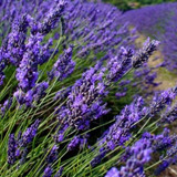 6 Best Lavender Perfume, You´ll love too! 2024 16