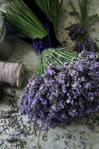 6 Best Lavender Perfume, You´ll love too! 2024 14.jpg