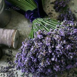 6 Best Lavender Perfume, You´ll love too! 2024 14