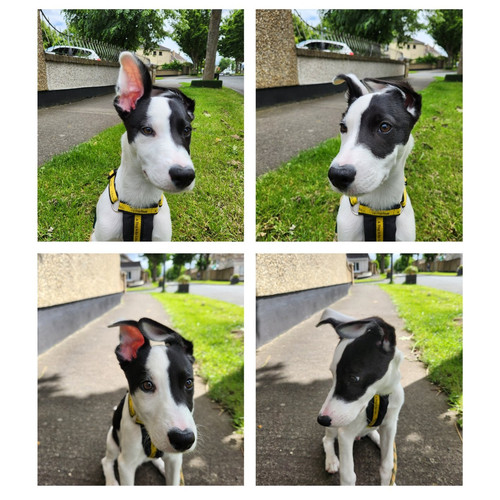 Puppy Training Louth.jpg
