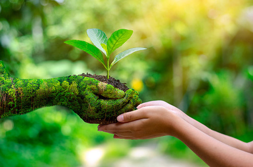 environment Earth Day In the hands of trees growing seedlings. Bokeh green Background Female hand ho.jpg