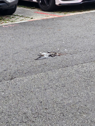 RIP bird bird | HardwareZone Forums