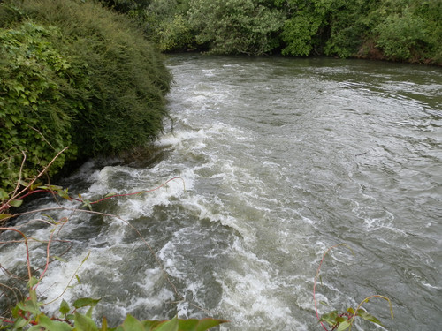 Olivet Marche bords du Loiret 29.jpg