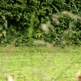 Olivet Marche bords du Loiret 46