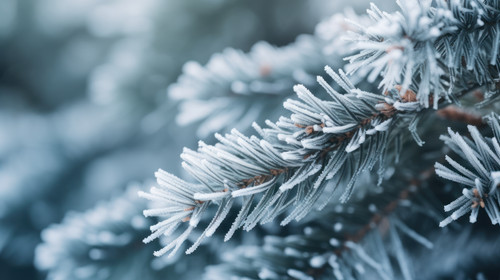 Pine tree branches are covered with frost nature winter natural dark background snowcovered conifero.jpg