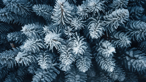 Pine tree branches are covered with frost nature winter natural dark background snowcovered conifero.jpg
